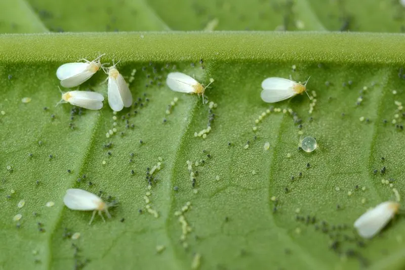Inspect for Pests
