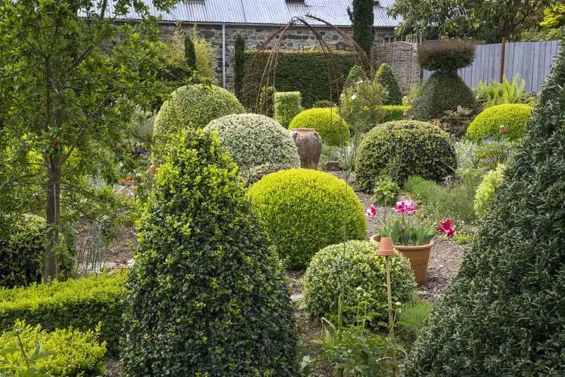 Low-Maintenance Shrubs