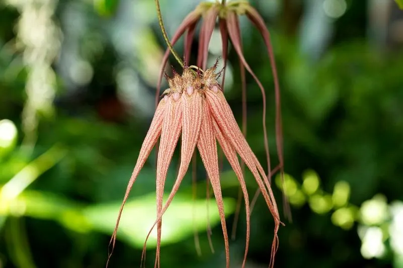 Bulbophyllum Orchid
