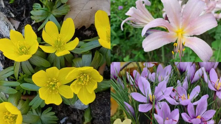 Bulbs That Confuse Gardeners by Popping Up in the Wrong Season