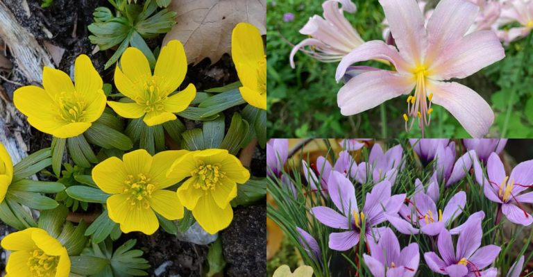 Bulbs That Confuse Gardeners by Popping Up in the Wrong Season