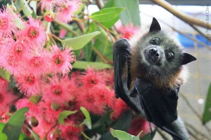 Bumblebee Bat