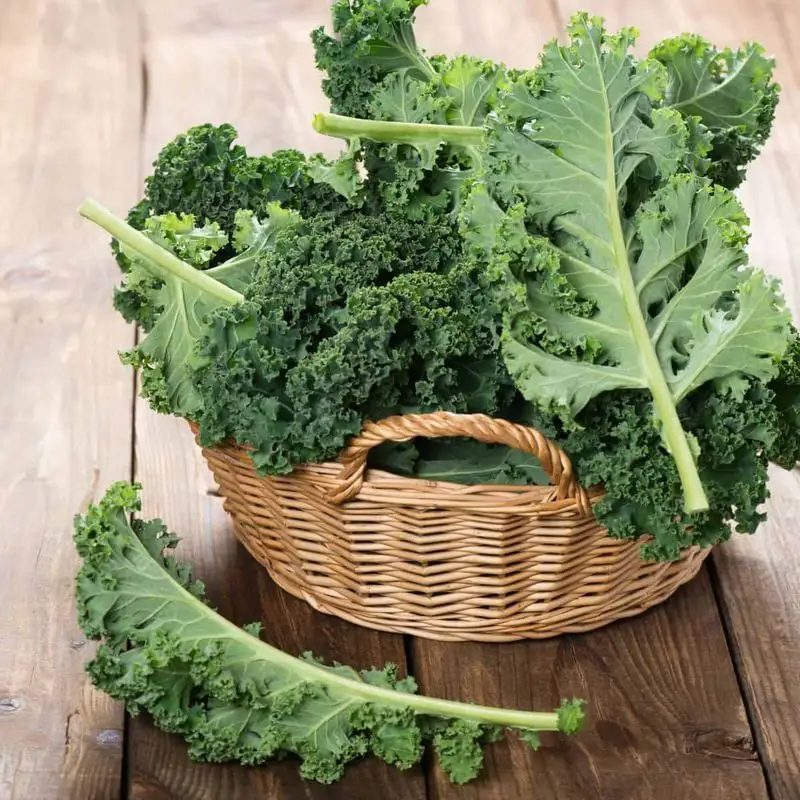 Curly Kale
