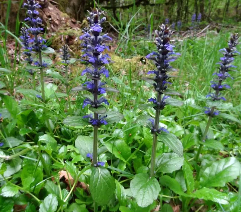 Bugleweed (Ajuga reptans)