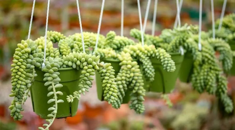 Burro's Tail