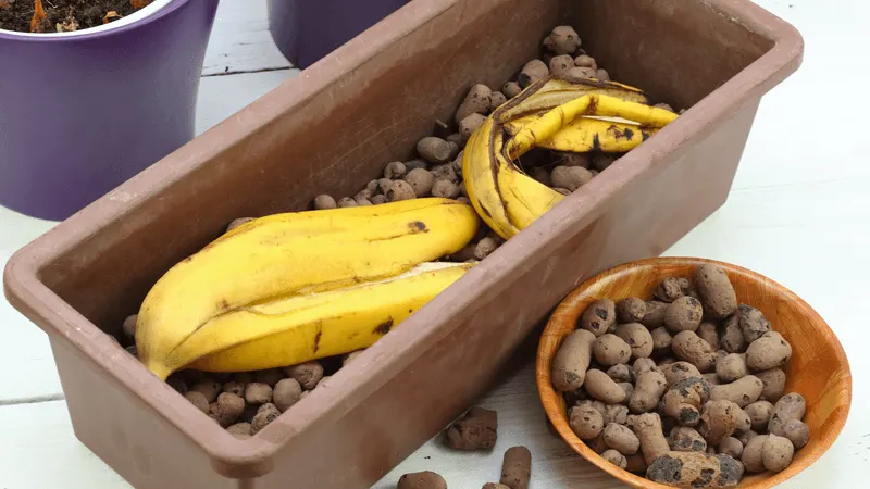 Burying Banana Peels for Nutrients
