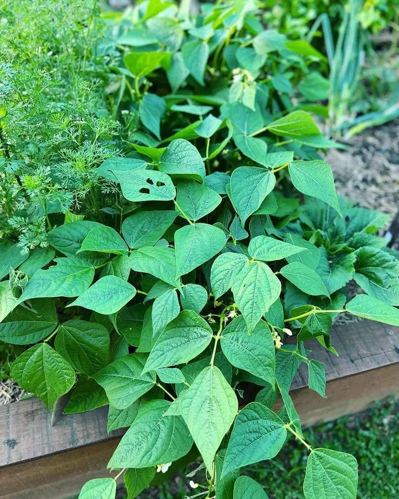 Bush Beans