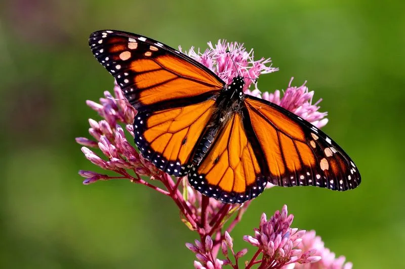 Butterflies