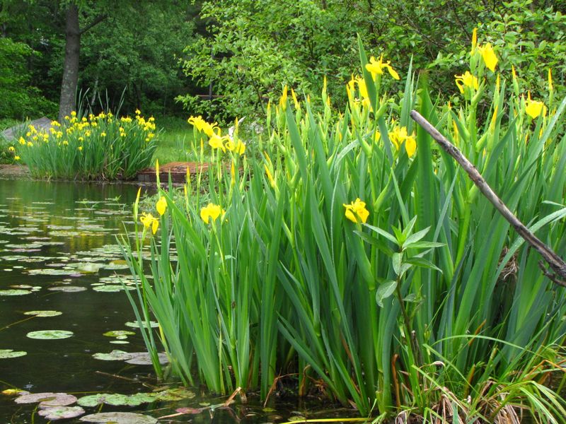 Yellow Flag Iris