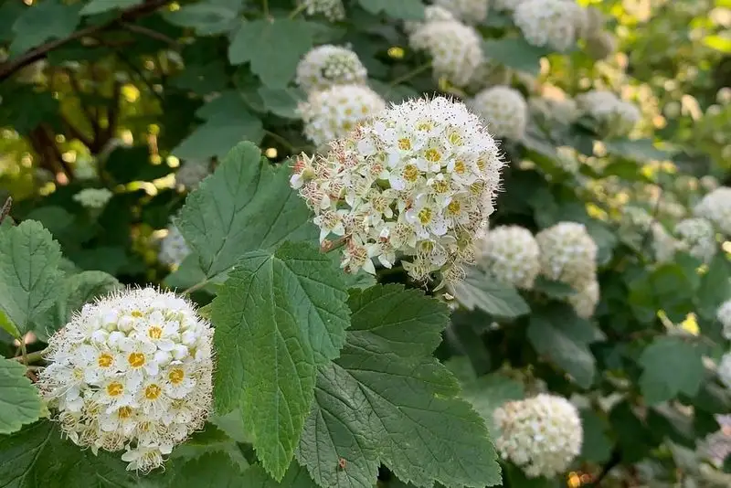 Ninebark