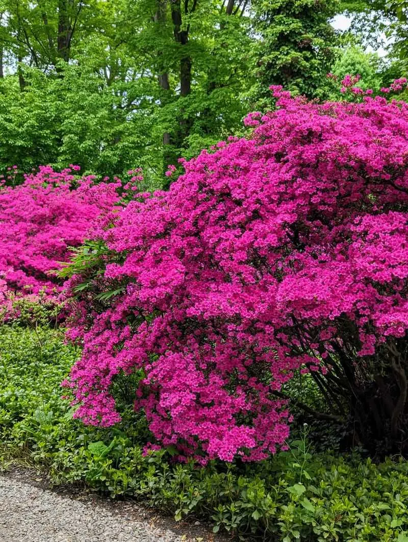 Azalea