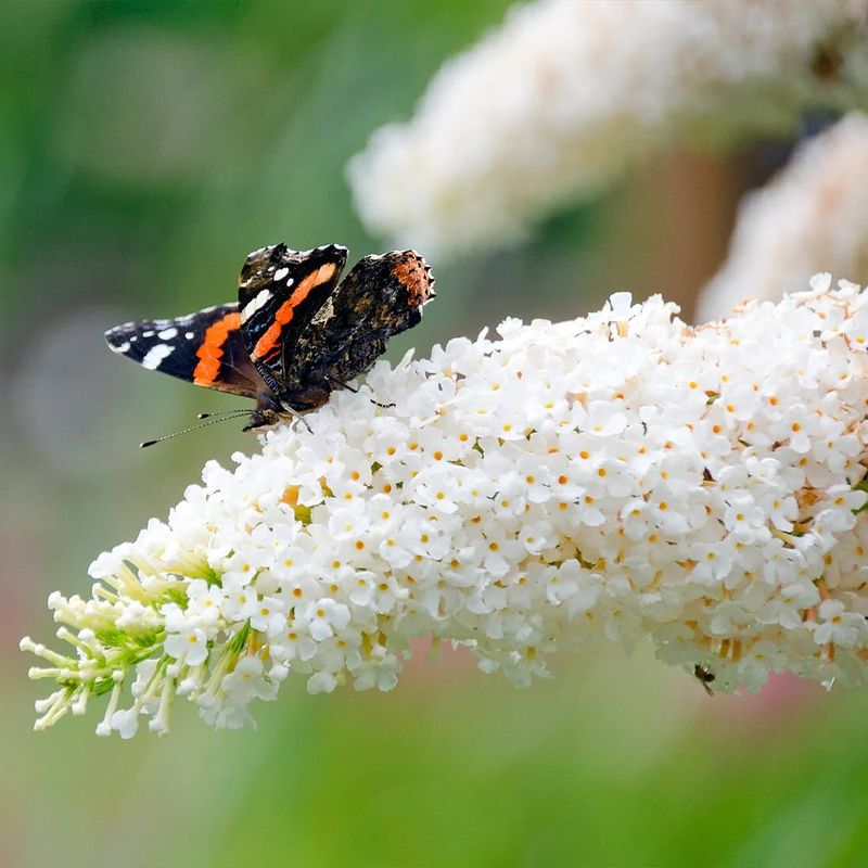 Butterfly Bush