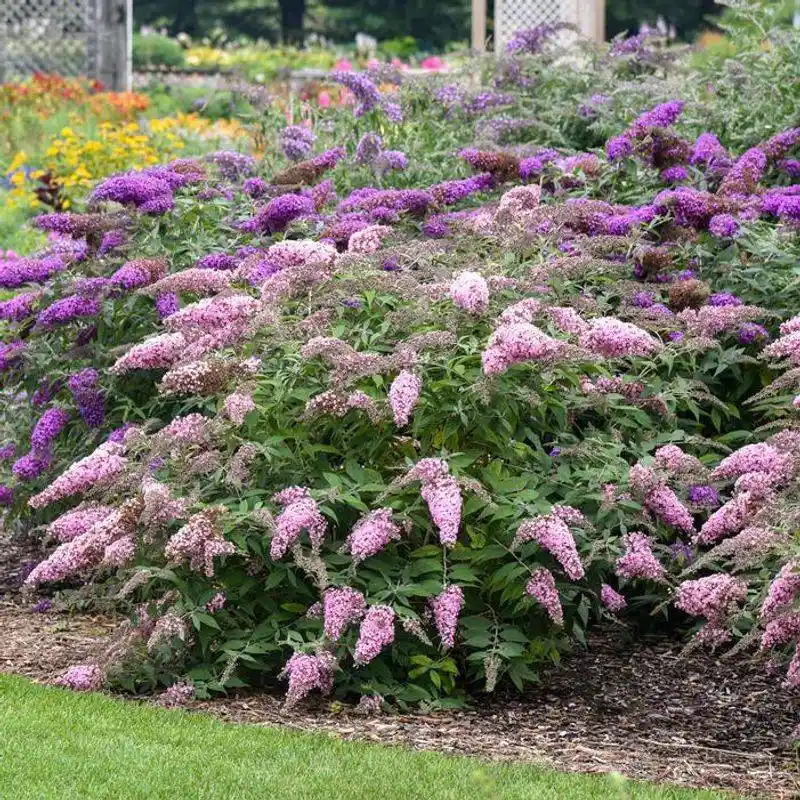 Butterfly Bush Bliss