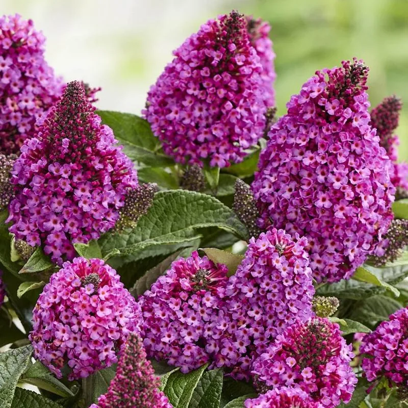 Butterfly Bush (Buddleia)