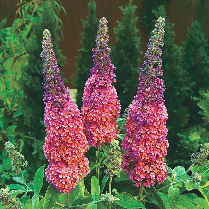 Butterfly Bushes