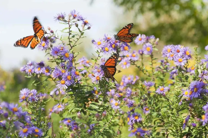 Butterfly Gardens