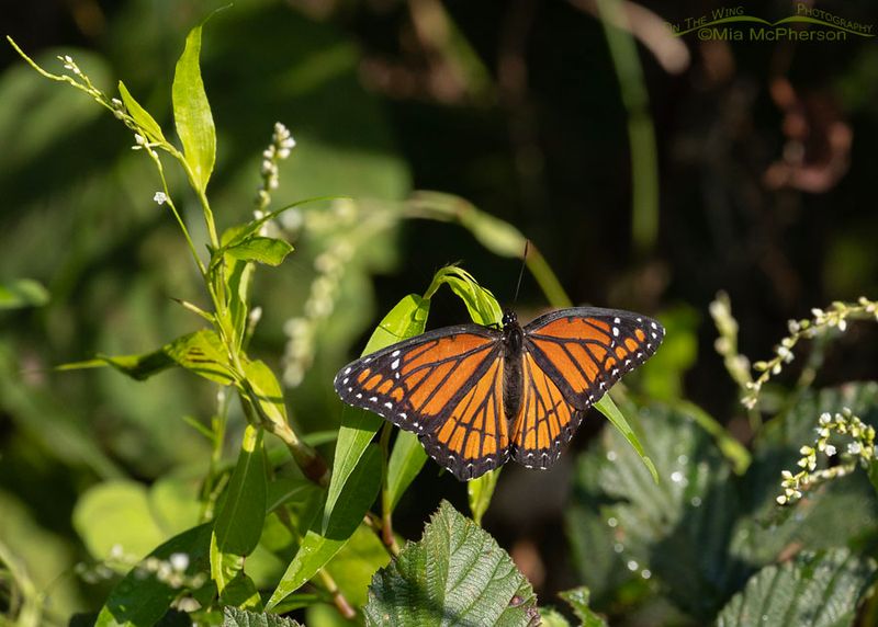 Butterfly Rock Refuge