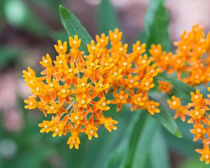 Butterfly Weed