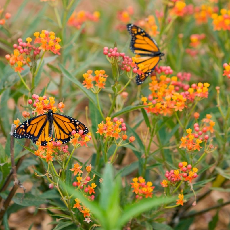 Butterfly Weed
