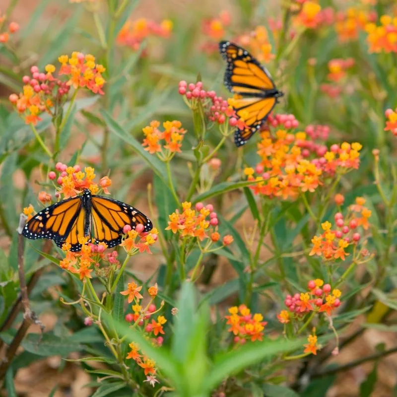 Butterfly Weed