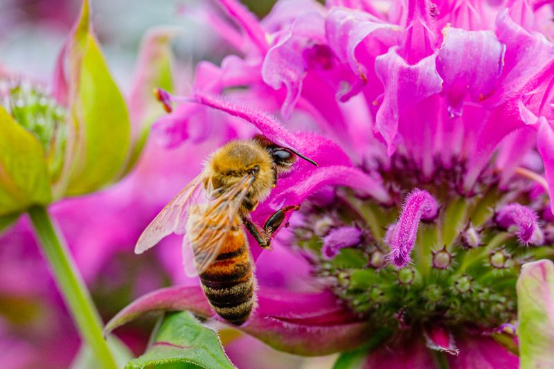 Bee Balm