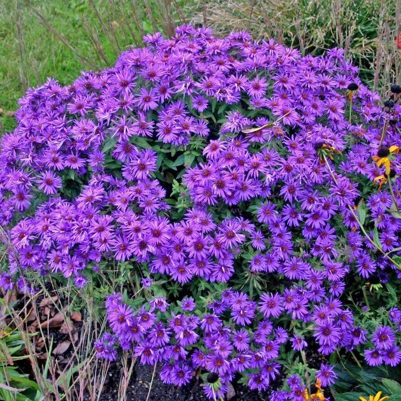 New England Aster (Symphyotrichum novae-angliae)