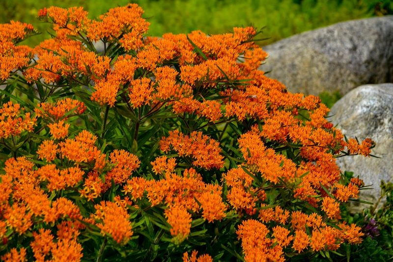 Butterfly Weed (Asclepias tuberosa)