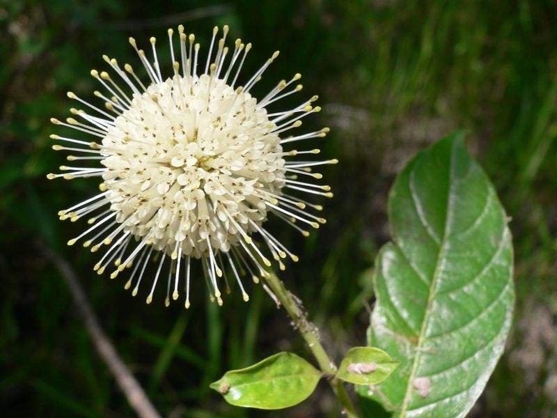 Buttonbush