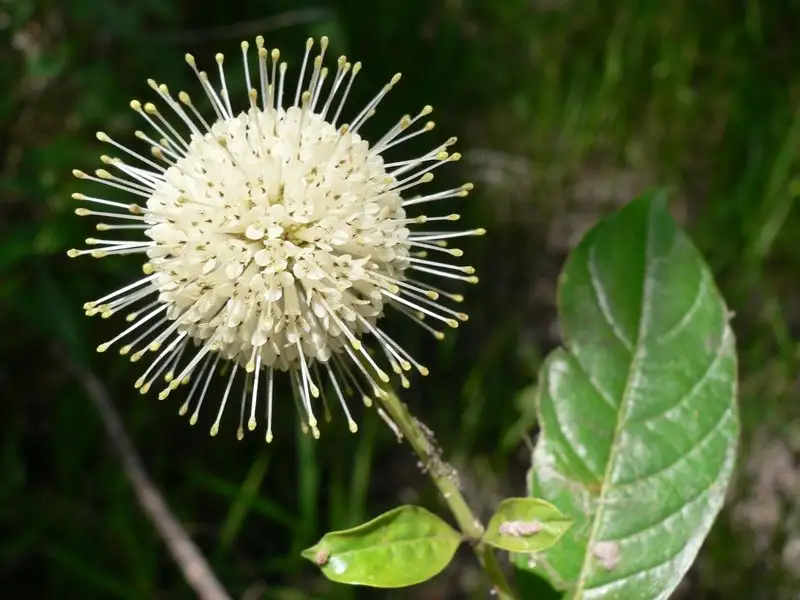 Buttonbush