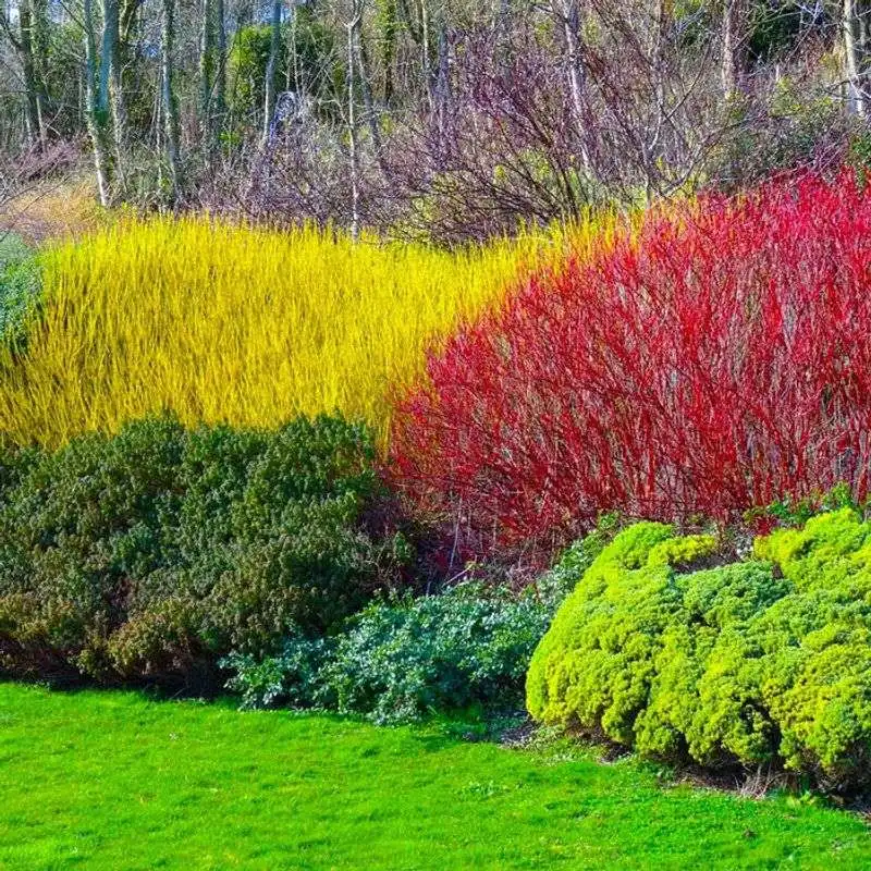 Red Twig Dogwood