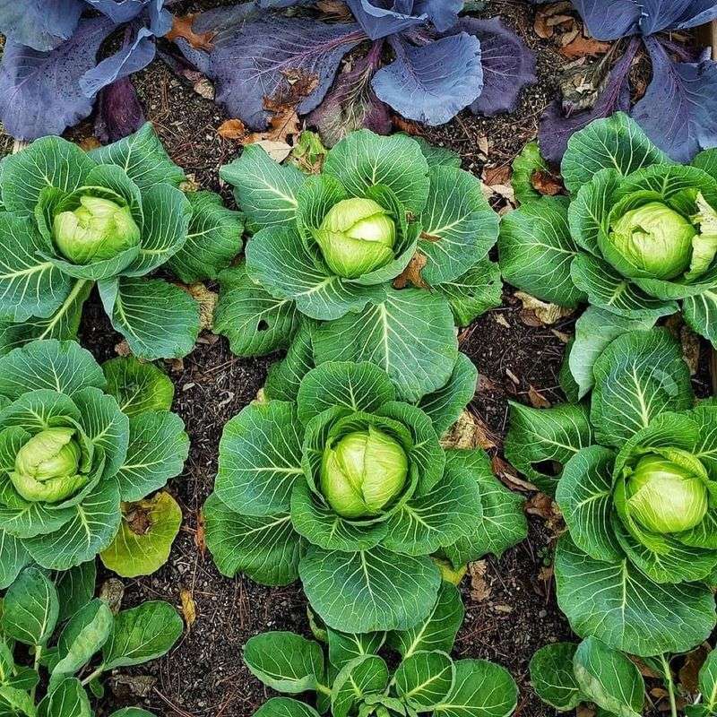 Cabbage