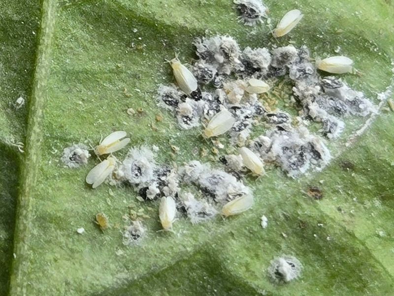 Whiteflies