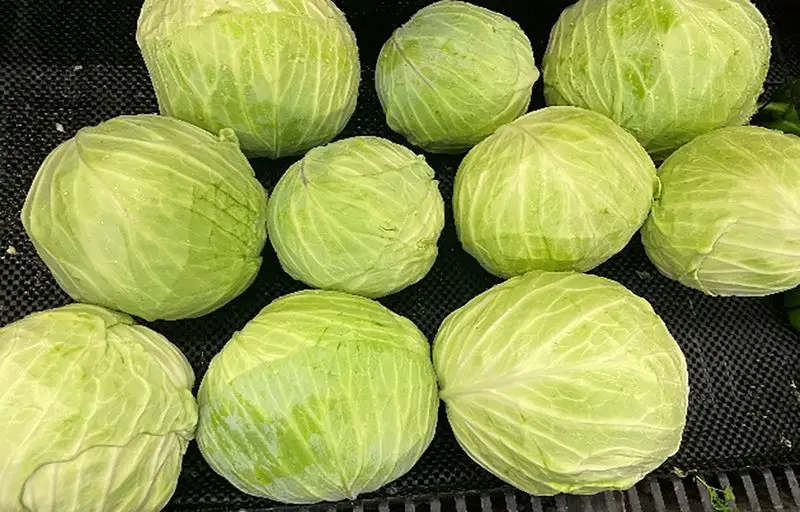 Cabbage (Struggles)