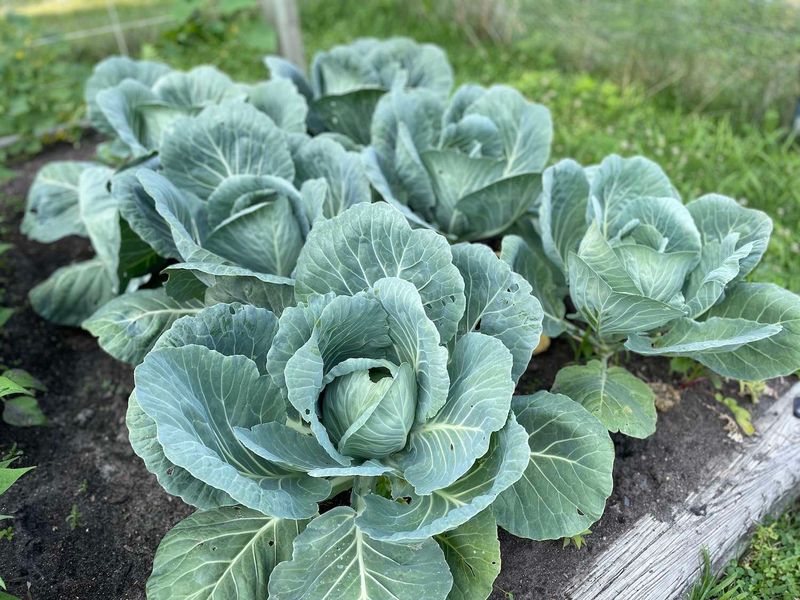 Cabbage and Dill