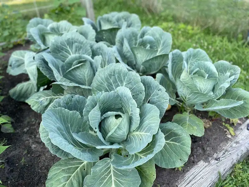 Cabbage and Dill