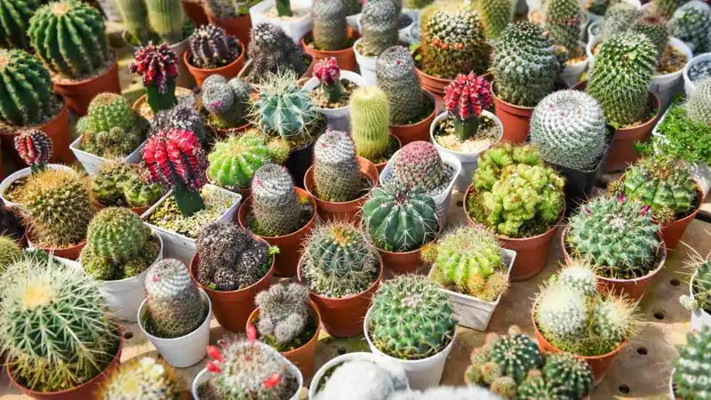 Cacti