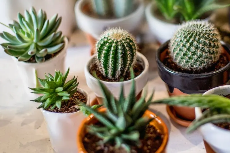 Cactus
