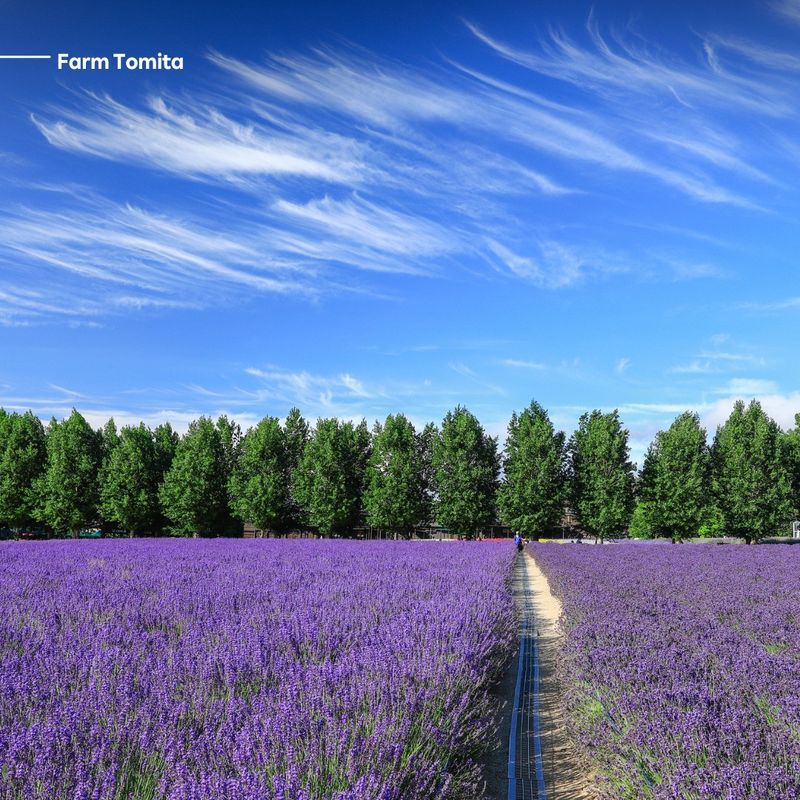 Lavender