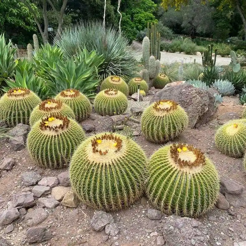 Cactus