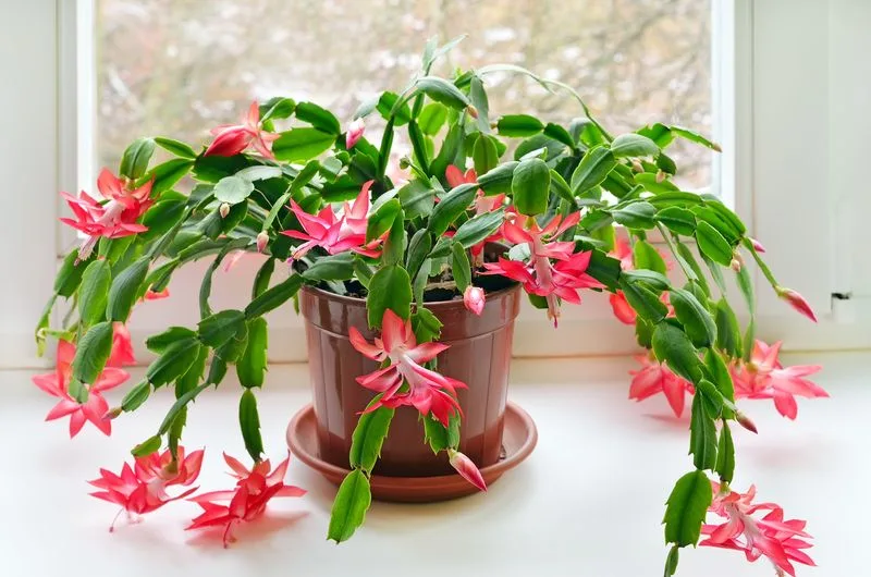 Cactus Christmas Tree
