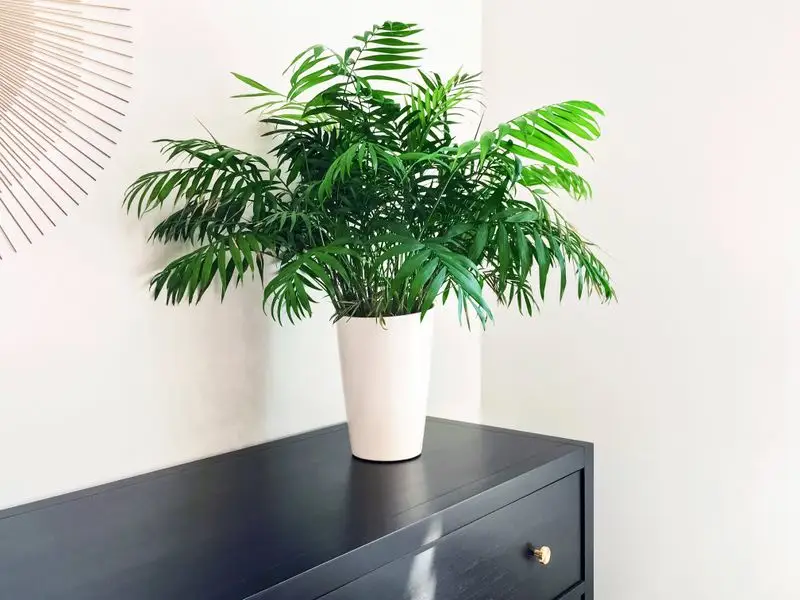 Parlor Palm (Chamaedorea elegans)