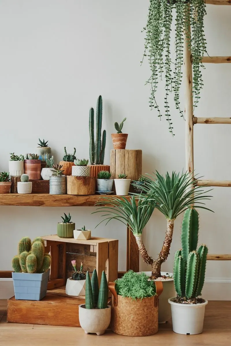 Cactus Decor