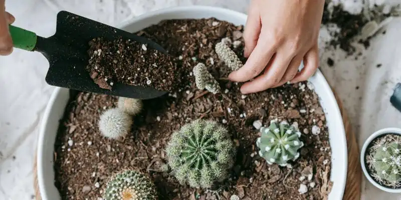 Cactus Mix