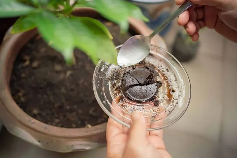 Caffeine for Acidic Soil