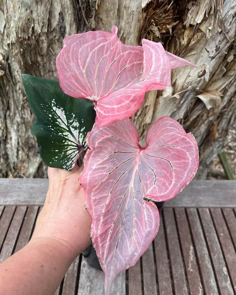 Caladium