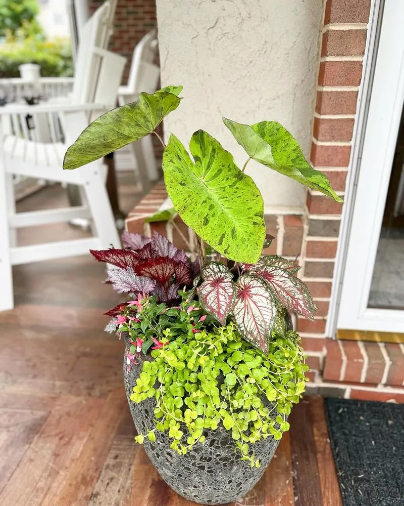 Caladium