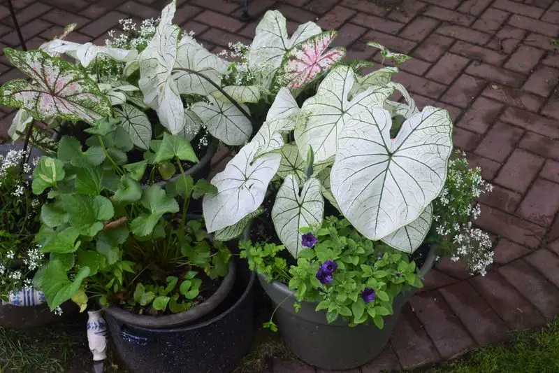 Caladium and Ferns