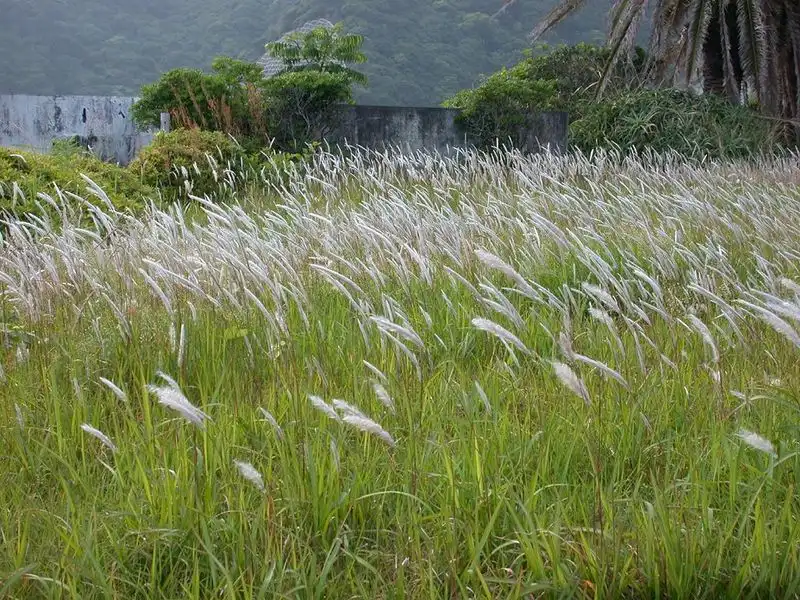 Imperata cylindrica (Cogongrass)