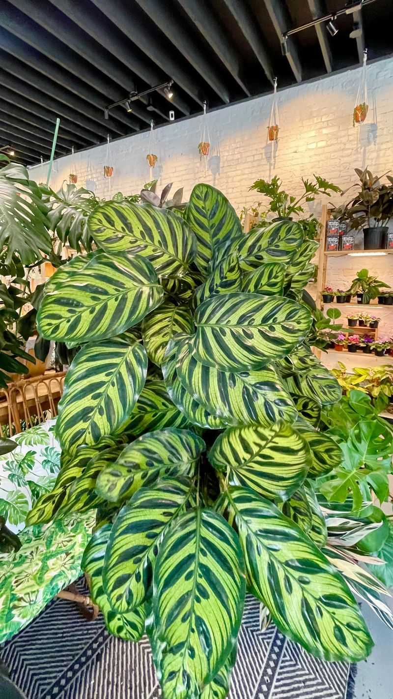 Calathea