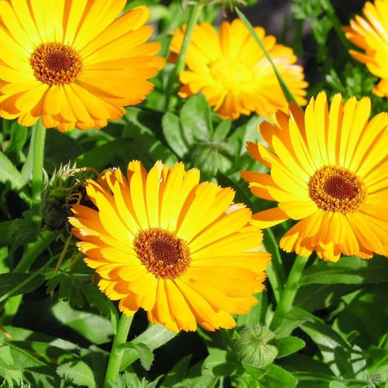 Calendula
